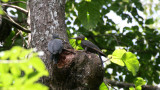 BIRD - WOODPECKER - GREAT-SLATY WOODPECKER - KAENG KRACHAN NP THAILAND (14).JPG