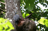 BIRD - WOODPECKER - GREAT-SLATY WOODPECKER - KAENG KRACHAN NP THAILAND (15).JPG