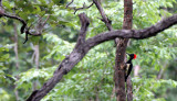 BIRD - WOODPECKER - WHITE-BELLIED WOODPECKER - HUAI KHA KHAENG NWS THAILAND (6).JPG