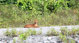 CANID - DHOLE - CUON ALPINUS - KHAO YAI NATIONAL PARK THAILAND.JPG