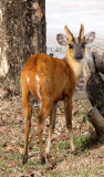 CERVID - DEER - MUNTJAC - RED MUNTJAC - KHAO YAI THAILAND (8).JPG