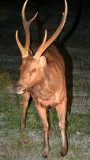 CERVID - DEER - SAMBAR DEER - BUCK WITH FULL RACK - KHAO YAI NATIONAL PARK THAILAND (12).JPG