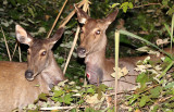 CERVID - DEER - SAMBAR DEER - KHAO YAI THAILAND (9).JPG