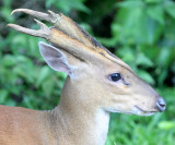 CERVID - MUNTJAC - RED OR COMMON MUNTJAC - KHAO YAI NATIONAL PARK THAILAND.JPG