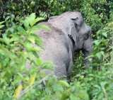 ELEPHANT - ASIAN ELEPHANT - KAENG KRACHAN NP THAILAND (7).JPG