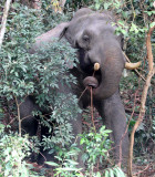 ELEPHANT - ASIAN ELEPHANT - KHAO YAI THAILAND - CHRISTMAS IN THAILAND TRIP 2008 (16).JPG