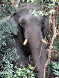 ELEPHANT - ASIAN ELEPHANT - KHAO YAI THAILAND - CHRISTMAS IN THAILAND TRIP 2008 (38).JPG