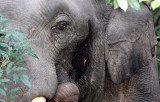 ELEPHANT - ASIAN ELEPHANT - KHAO YAI THAILAND - CHRISTMAS IN THAILAND TRIP 2008 (45).JPG