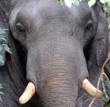 ELEPHANT - ASIAN ELEPHANT - KHAO YAI THAILAND - CHRISTMAS IN THAILAND TRIP 2008 (57).jpg