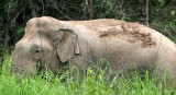 ELEPHANT - ASIAN ELEPHANT - NAM NAO NP - 2004 (10).jpg