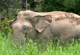 ELEPHANT - ASIAN ELEPHANT - NAM NAO NP - 2004 (5).jpg