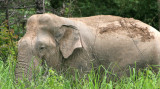 ELEPHANT - ASIAN ELEPHANT - NAM NAO NP - 2004 (7).jpg