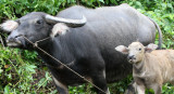HUAI KHA KAENG NWR - VILLAGE SCENES (4).JPG