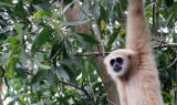 PRIMATE - GIBBON - WHITE-HANDED GIBBON - NAKHON WETLANDS THAILAND (7).jpg