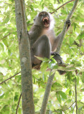 PRIMATE - MACAQUE - CRAB-EATING OR LONG-TAILED MACAQUE - KOH LANTA NP THAILAND (2).JPG
