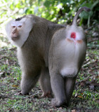 PRIMATE - MACAQUE - NORTHERN PIG-TAILED MACAQUE - KHAO YAI NATIONAL PARK THAILAND (2).JPG