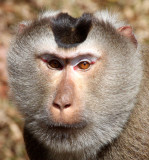 PRIMATE - MACAQUE - PIGTAILED MACAQUE - NORTHERN PIGTAILED MACAQUE - KHAO YAI THAILAND (23).JPG