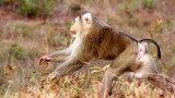 PRIMATE - MACAQUE - PIGTAILED MACAQUE - NORTHERN PIGTAILED MACAQUE - KHAO YAI THAILAND.JPG