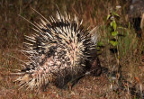 RODENT - PORCUPINE - MALAYAN PORCUPINE - KHAO YAI THAILAND (8).JPG