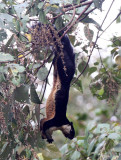 RODENT - SQUIRREL - GIANT BLACK SQUIRREL - KHAO YAI THAILAND (4).JPG