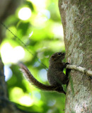 RODENT - SQUIRREL - LOWS SQUIRREL - SUNDASCIURUS LOWII - KRUNG CHIN NP THAILAND  (11).JPG