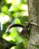 RODENT - SQUIRREL - LOW'S SQUIRREL - SUNDASCIURUS LOWII - KRUNG CHIN NP THAILAND (8).JPG