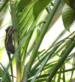 RODENT - SQUIRREL - WESTERN STRIPED SQUIRREL - TAMIOPS MCCLELLANDII - PROMLUK THAILAND (10).JPG