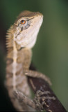 REPTILE - LIZARD - HORNED LIZARD - KHAO LUANG NP THAILAND.jpg