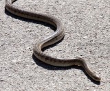 REPTILE - SNAKE - Asiatic Rat Snake- LAMPANG THAILAND (3).JPG