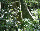 HUAI KHA KHAENG - FOREST TREK IN TO THE INTERIOR (4).JPG
