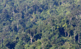 KRUNG CHIN - KHAO LUANG NP - FOREST VIEWS  (3).JPG