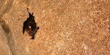 CHIROPTERA - BAT - WRINKLE-LIPPED BAT - GAMONTONG CAVES BORNEO (16).JPG