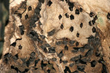 CHIROPTERA - BAT - WRINKLE-LIPPED BAT - GAMONTONG CAVES BORNEO (19).JPG
