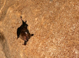 CHIROPTERA - BAT - WRINKLE-LIPPED BAT - GAMONTONG CAVES BORNEO.JPG