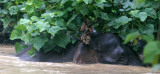ELEPHANT - BORNEAN PYGMY ELEPHANT - KINABATANGAN RIVER BORNEO (117).JPG