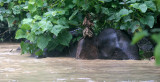 ELEPHANT - BORNEAN PYGMY ELEPHANT - KINABATANGAN RIVER BORNEO (125).JPG