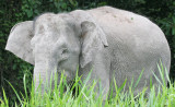 ELEPHANT - BORNEAN PYGMY ELEPHANT - KINABATANGAN RIVER BORNEO (16).JPG