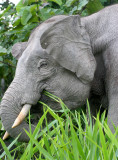 ELEPHANT - BORNEAN PYGMY ELEPHANT - KINABATANGAN RIVER BORNEO (30).JPG