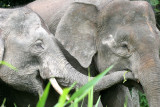 ELEPHANT - BORNEAN PYGMY ELEPHANT - KINABATANGAN RIVER BORNEO (36).JPG