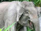 ELEPHANT - BORNEAN PYGMY ELEPHANT - KINABATANGAN RIVER BORNEO (39).JPG