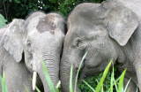 ELEPHANT - BORNEAN PYGMY ELEPHANT - KINABATANGAN RIVER BORNEO (41).JPG