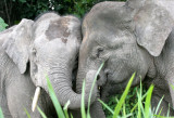 ELEPHANT - BORNEAN PYGMY ELEPHANT - KINABATANGAN RIVER BORNEO (44).JPG