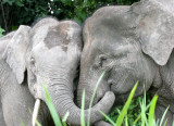 ELEPHANT - BORNEAN PYGMY ELEPHANT - KINABATANGAN RIVER BORNEO (45).JPG
