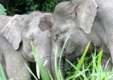 ELEPHANT - BORNEAN PYGMY ELEPHANT - KINABATANGAN RIVER BORNEO (51).JPG