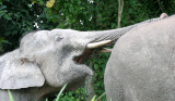 ELEPHANT - BORNEAN PYGMY ELEPHANT - KINABATANGAN RIVER BORNEO (58).JPG
