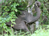 ELEPHANT - BORNEO PYGMY ELEPHANT - KINABATANGAN RIVER BORNEO (26).JPG