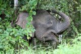 ELEPHANT - BORNEO PYGMY ELEPHANT - KINABATANGAN RIVER BORNEO (33).JPG
