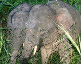 ELEPHANT - BORNEO PYGMY ELEPHANT - KINABATANGAN RIVER BORNEO - NIGHT (11).JPG