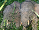 ELEPHANT - BORNEO PYGMY ELEPHANT - KINABATANGAN RIVER BORNEO - NIGHT (12).JPG