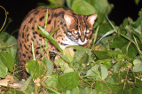 FELID - LEOPARD CAT - FELIS BENGALENSIS - TABIN WILDLIFE RESERVE BORNEO (6).JPG